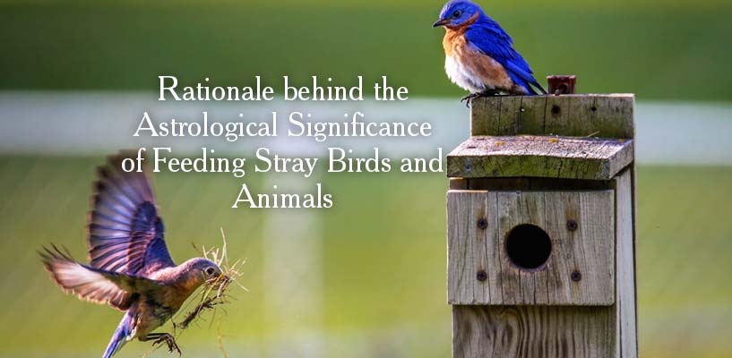 Astrological Significance of Feeding Stray Birds & Animals