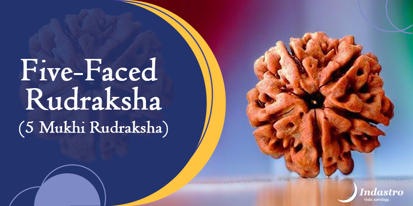 >Five-Faced Rudraksha (5 Mukhi Rudraksha)